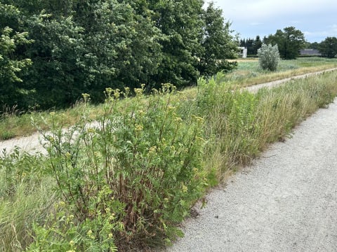 Zaniedbane wały na wrocławskich Kłokoczycach to siedlisko kleszczy i komarów. Terminu koszenia nadal nie podano - 7