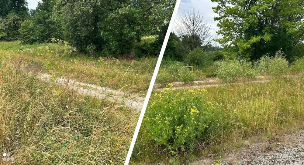 Zaniedbane wały na wrocławskich Kłokoczycach to siedlisko kleszczy i komarów. Terminu koszenia nadal nie podano – Zaniedbane wały na Kłokoczycach