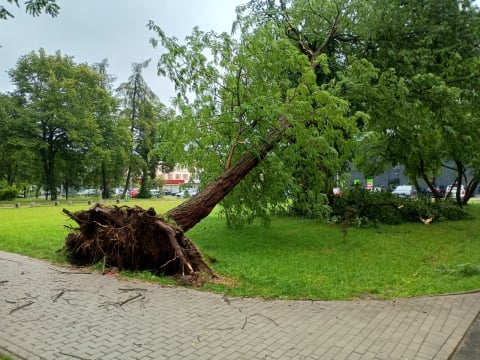 Przyczepa zepchnięta do wody, połamane drzewa i rzeki na ulicach. Ponad 200 interwencji w Jeleniej Górze i okolicy - 7