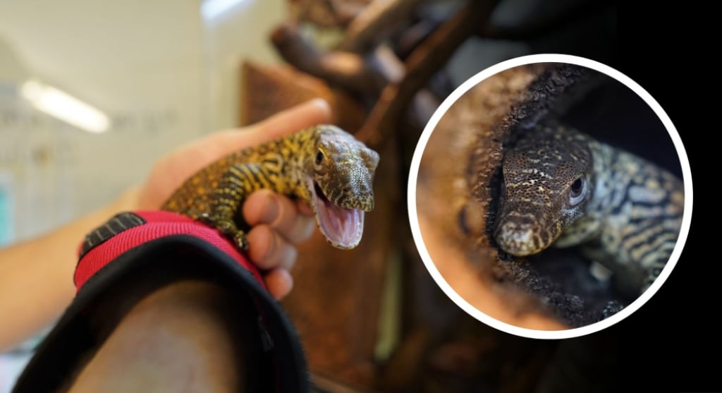 Sensacyjne narodziny w ZOO Wrocław! Maluch przyszedł na świat bez udziału... ojca - ZOO Wrocław ma nowego podopiecznego - wykuł się z jaja