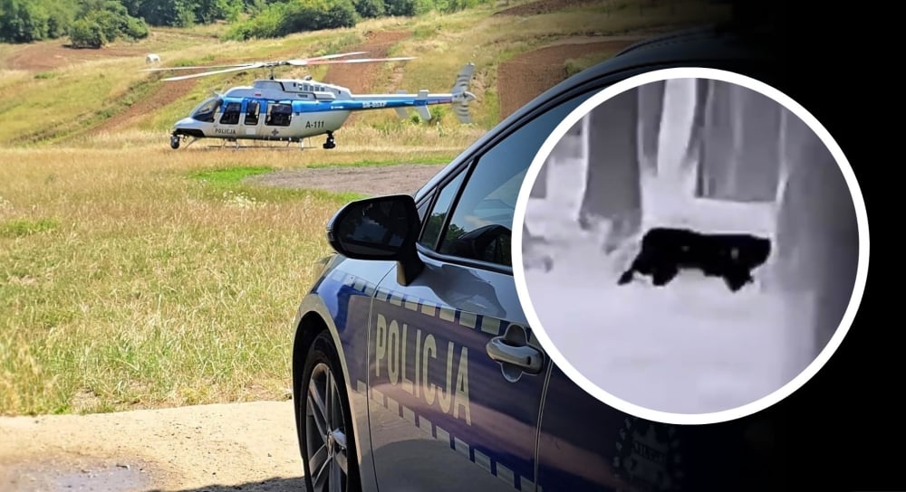 Czy to puma? Duży "kotowaty" grasuje w lasach koło Głogowa. Szukają go śmigłowcem