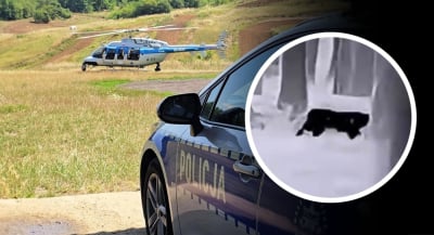 Czy to puma? Duży "kotowaty" grasuje w lasach koło Głogowa. Szukają go śmigłowcem