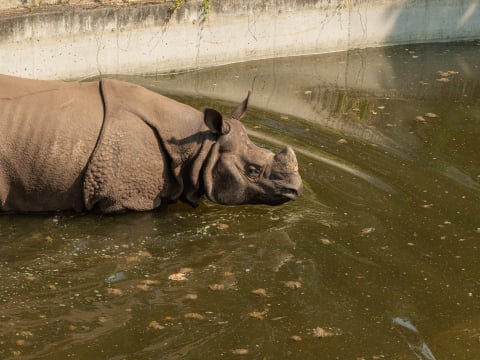 Nosorożec Czułek podbija wrocławskie zoo. Wkrótce czeka go ważna randka - 5