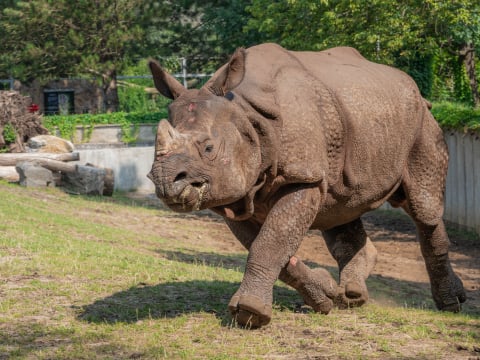 Nosorożec Czułek podbija wrocławskie zoo. Wkrótce czeka go ważna randka - 6