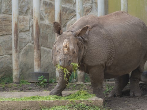 Nosorożec Czułek podbija wrocławskie zoo. Wkrótce czeka go ważna randka - 7