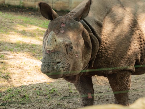 Nosorożec Czułek podbija wrocławskie zoo. Wkrótce czeka go ważna randka - 8