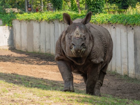 Nosorożec Czułek podbija wrocławskie zoo. Wkrótce czeka go ważna randka - 0