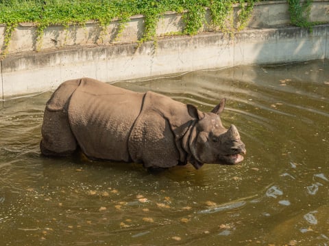 Nosorożec Czułek podbija wrocławskie zoo. Wkrótce czeka go ważna randka - 1