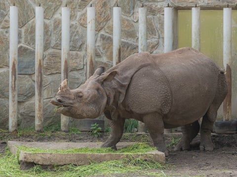 Nosorożec Czułek podbija wrocławskie zoo. Wkrótce czeka go ważna randka - 2