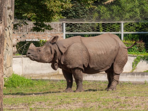 Nosorożec Czułek podbija wrocławskie zoo. Wkrótce czeka go ważna randka - 3