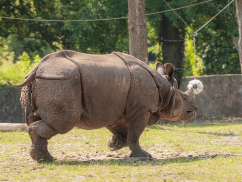 Nosorożec Czułek podbija wrocławskie zoo. Wkrótce czeka go ważna randka - 4