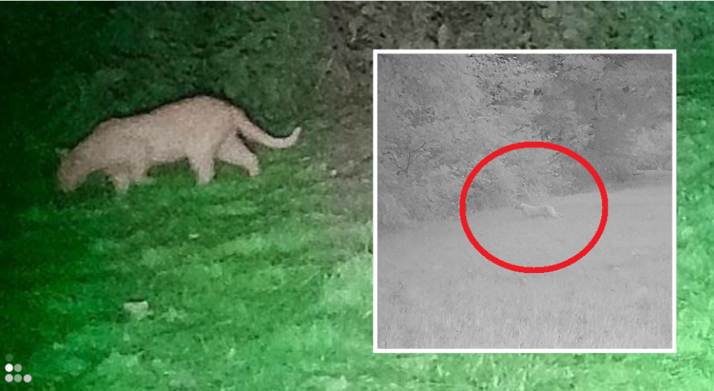 Puma czy duży kot? Zwierzę widziano w gminie Jerzmanowa, trwają poszukiwania. Leśnicy proszą o rozwagę - Puma w lasach pod Głogowem.