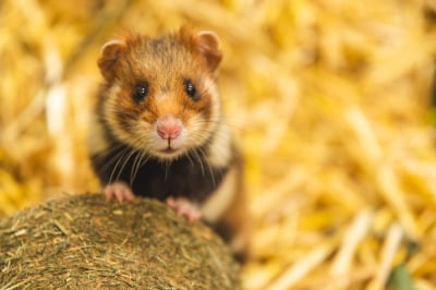 Więcej chomik&oacute;w we wrocławskim zoo. To krytycznie zagrożony gatunek