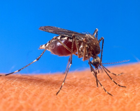 Plaga komarów we Wrocławiu - Fot. Wikipedia
