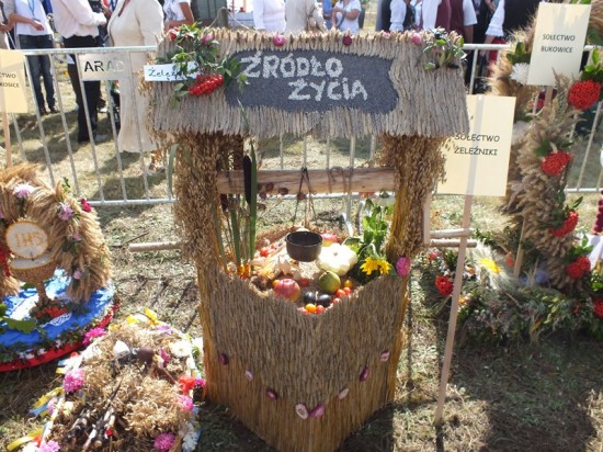 DRJ wśród milickich karpi - 15