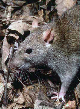 Plaga szczurów w Oławie - Fot. Wikipedia