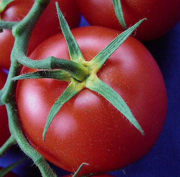 Uprawa pomidorów pod Bogatynią - Fot. Crux/Wikipedia.org