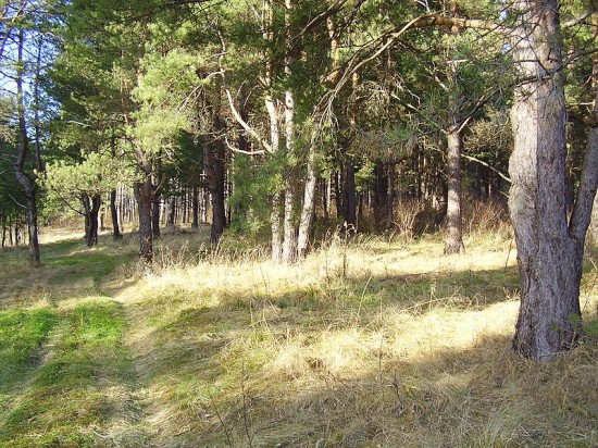 Dolnośląskie lasy suche jak pieprz  - fot. Marcin Hop/ wikipedia