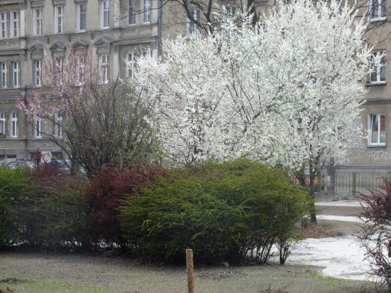 Wrocław remontuje parki i skwery - 36