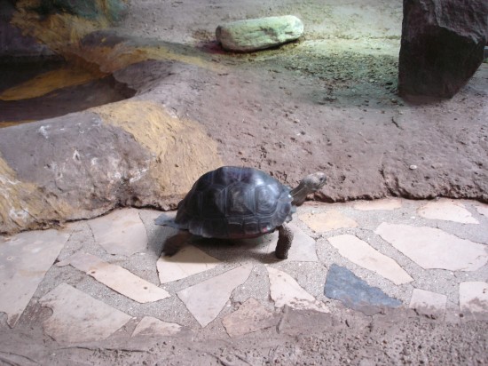 Żółw Ianni w Radiu Wrocław (Zobacz) - 2