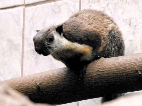 Przeprowadzki we wrocławskim Zoo