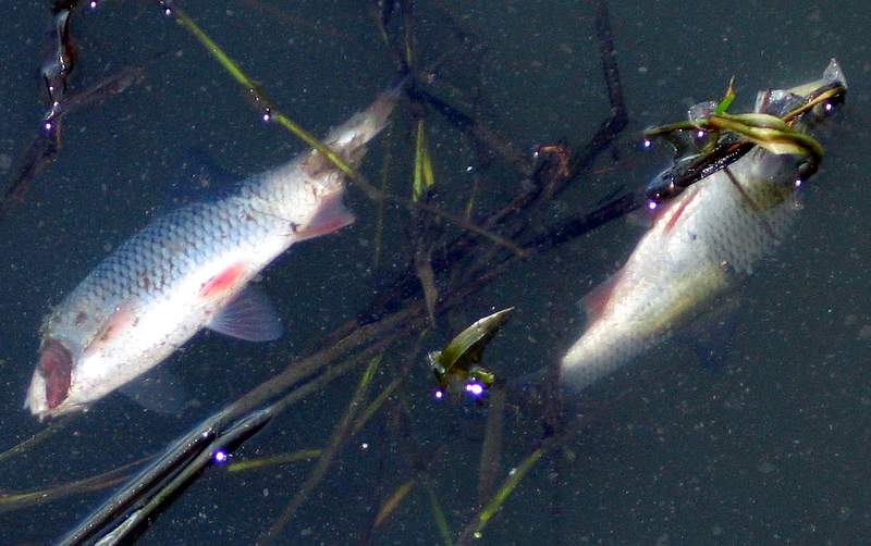 Znów znaleziono martwe ryby - fot. Wikipedia