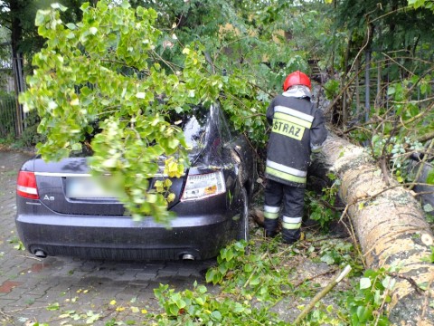 Drzewo przywaliło dwa auta (Zobacz) - 13