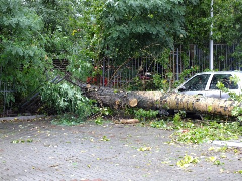 Drzewo przywaliło dwa auta (Zobacz) - 25