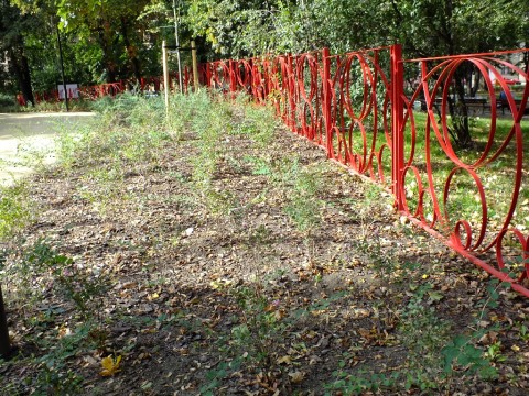 Park Staszica jak nowy (Zobacz) - 15