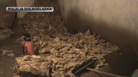 1,5 tony liści tytoniu w rękach CBŚ - 