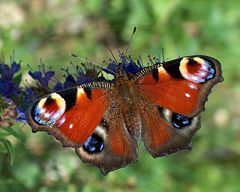 Jelenia Góra: Uratowali tysiące motyli - fot. Wikipedia
