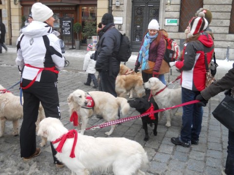 To już 21. finał WOŚP (Zobacz zdjęcia) - 11