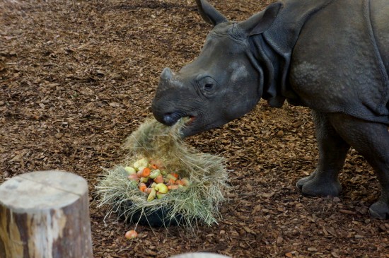 Huczne urodziny we wrocławskim Zoo