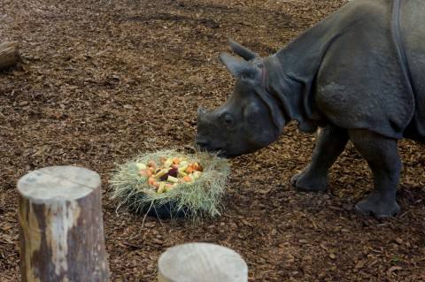 Huczne urodziny we wrocławskim Zoo - 9