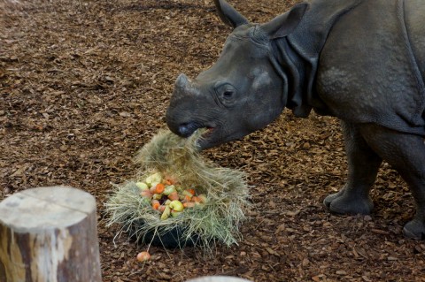 Huczne urodziny we wrocławskim Zoo - 10