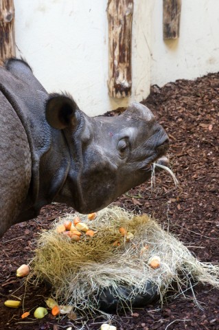 Huczne urodziny we wrocławskim Zoo - 11