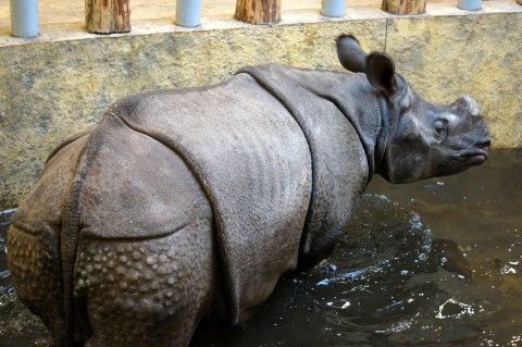 Huczne urodziny we wrocławskim Zoo - 12