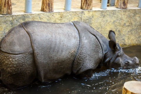 Huczne urodziny we wrocławskim Zoo - 13