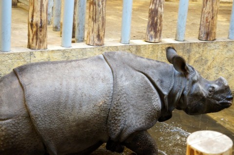 Huczne urodziny we wrocławskim Zoo - 14