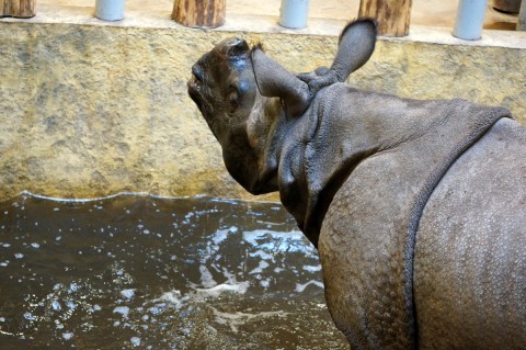 Huczne urodziny we wrocławskim Zoo - 15