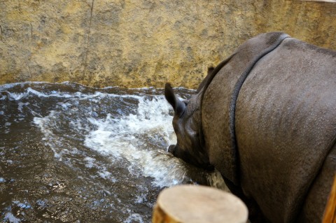 Huczne urodziny we wrocławskim Zoo - 16