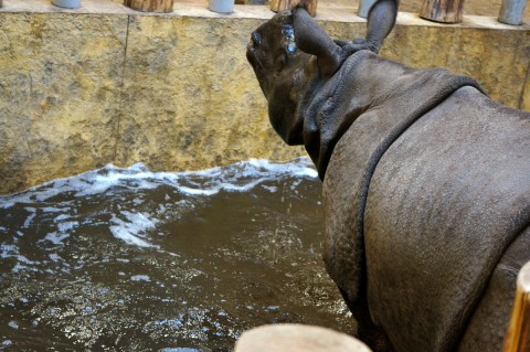 Huczne urodziny we wrocławskim Zoo - 17