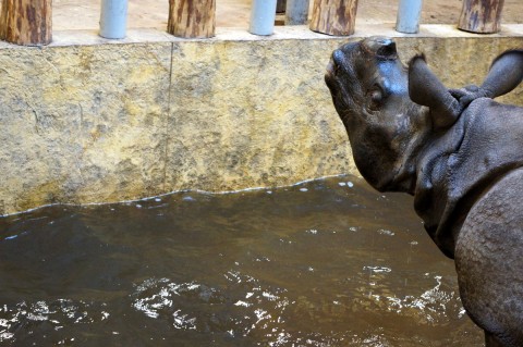 Huczne urodziny we wrocławskim Zoo - 18