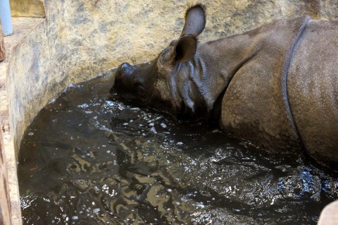 Huczne urodziny we wrocławskim Zoo - 19