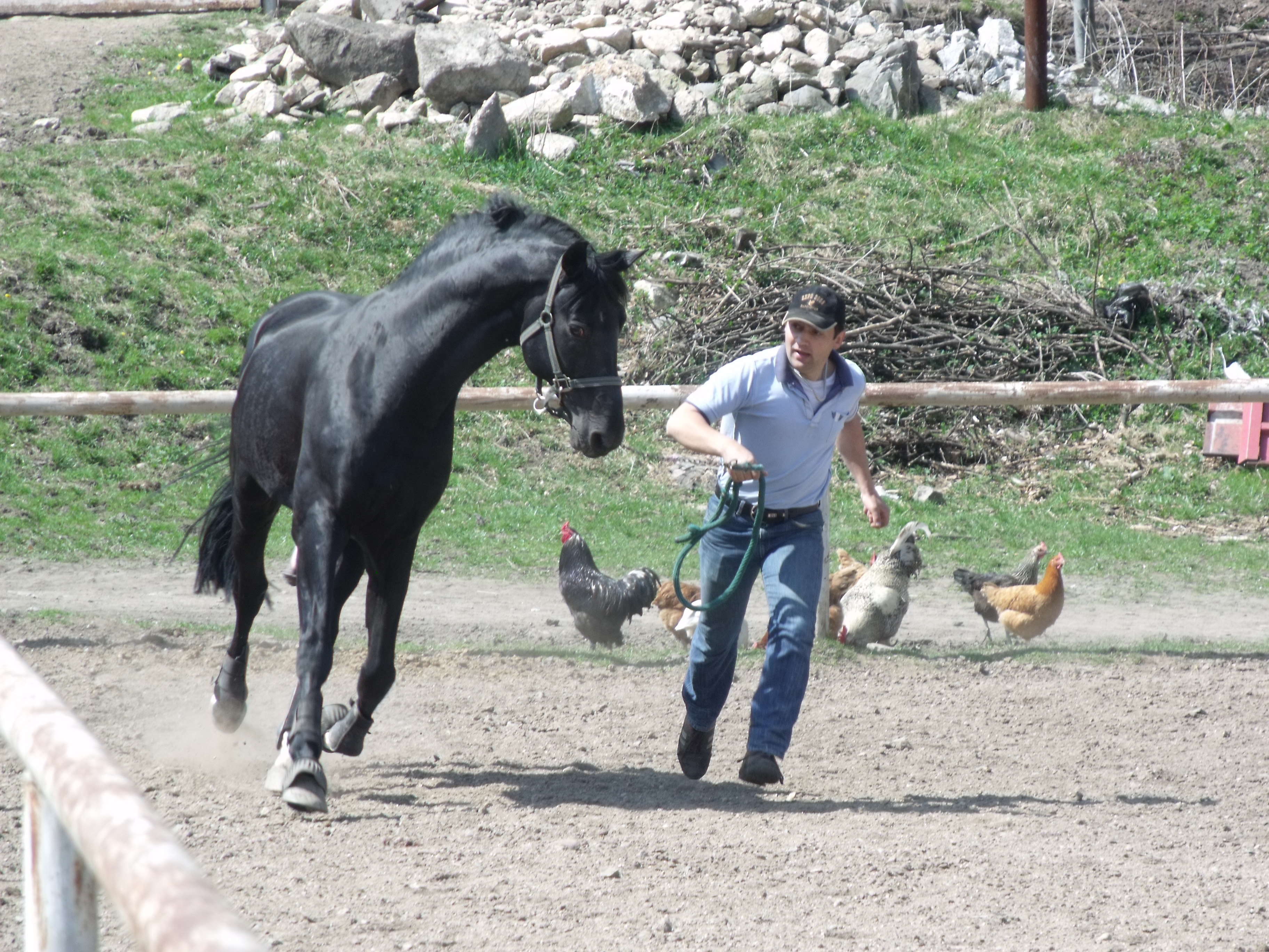Muchy ze stadniny dokuczają mieszkańcom Kowar    - Parkitni kochają konie. Problem tkwi w muchach, które dokuczają mieszkańcom (Fot. Piotr Słowiński)