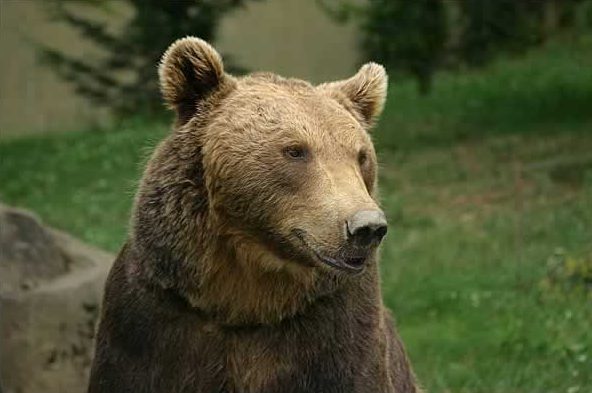 Niedźwiedź widmo w górach Sowich - fot. Wikipedia