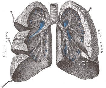 Darmowe badania spirometrii. Sprawdź      - fot. Wikipedia