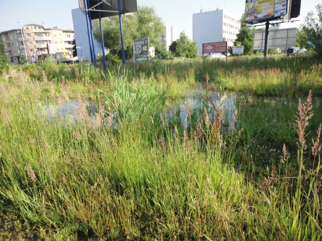 A przy Mińskiej niezłe bagno