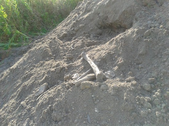 Ludzkie kości tuż przy AOW (Zdjęcia) - fot. prw.pl