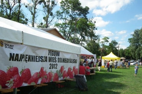 DRJ: Pęgów na truskawkowo - 16